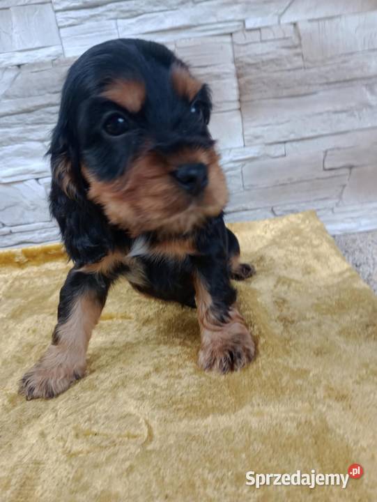 Śliczne Szczenięta Cocker Spaniel Angielski Sieradz