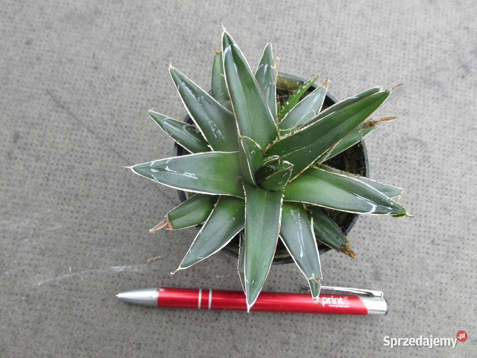 Super miniaturowa agawa kolekcjonerska Agave Kraków sprzedam