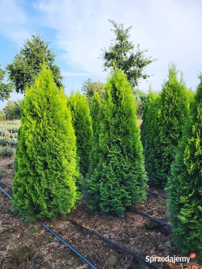 Tuja szmaragd Tuje Szmaragd 160180 Transport Warszawa