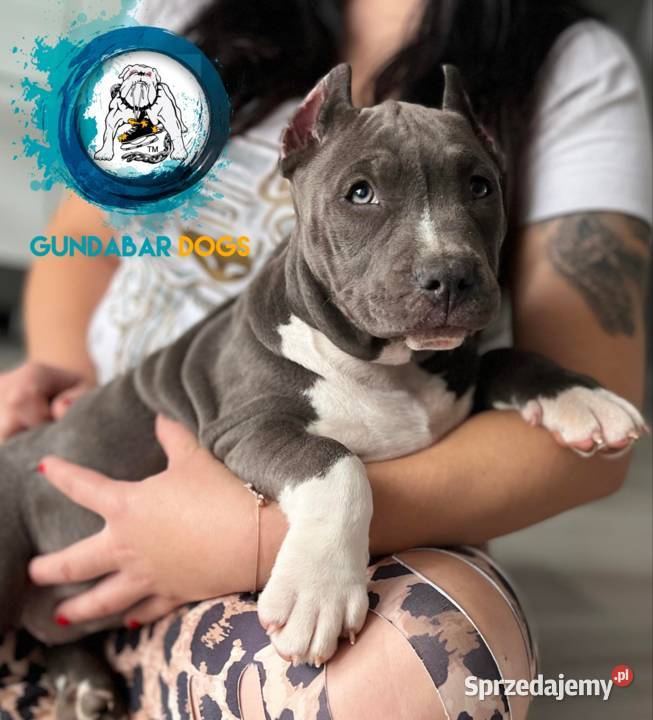 American Bully ABKC Gundabar Dogs suczka Koło