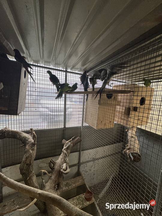 Sprzedam papugi Pawłowice