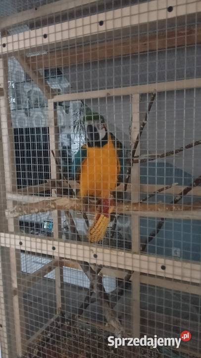 Sprzedam papugę Ara ararauna