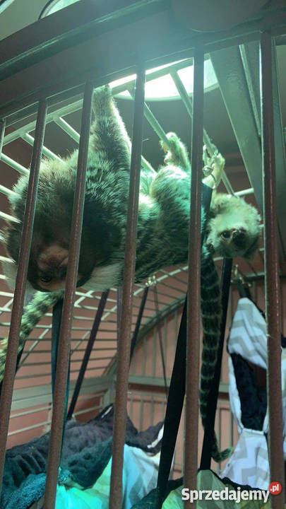 Sprzedam Małpka Marmozeta Białoucha Callithrix Nadarzyn