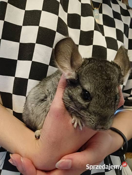 Sprzedam szynszyle warmińsko-mazurskie Ełk