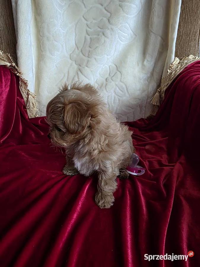 Maltipoo suczka xxs wielkopolskie