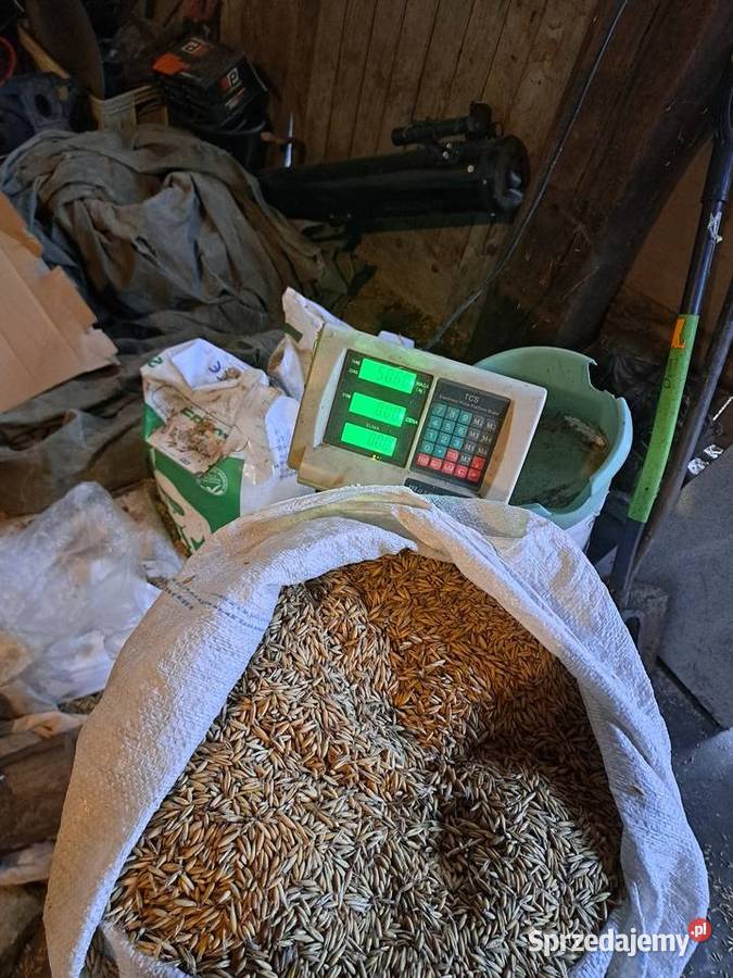 Owies jary suchy ciężki Zboża pomorskie Wejherowo sprzedam