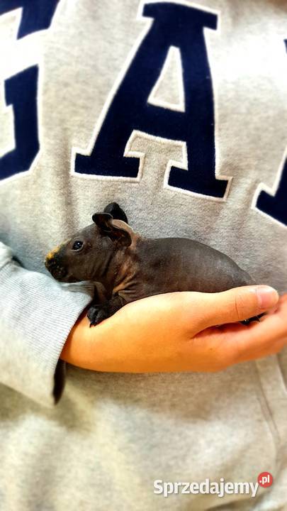 Świnka morska skinny samiczka z akcesoriami Koszalin