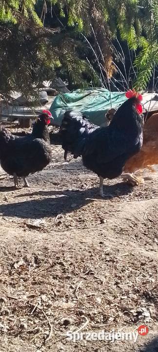Sprzedam koguta austrolorp Sarnów