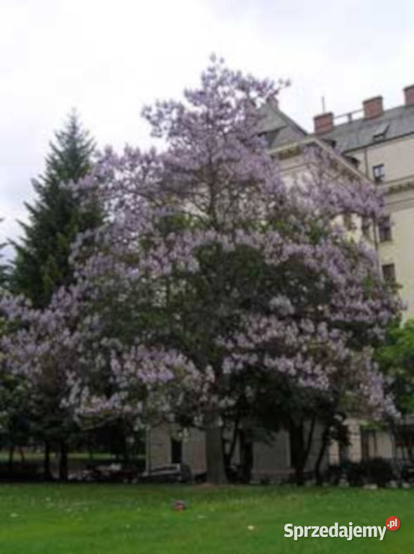 PAULOWNIA PUSZYSTA Paulownia tomentosa NASIONA sprzedam