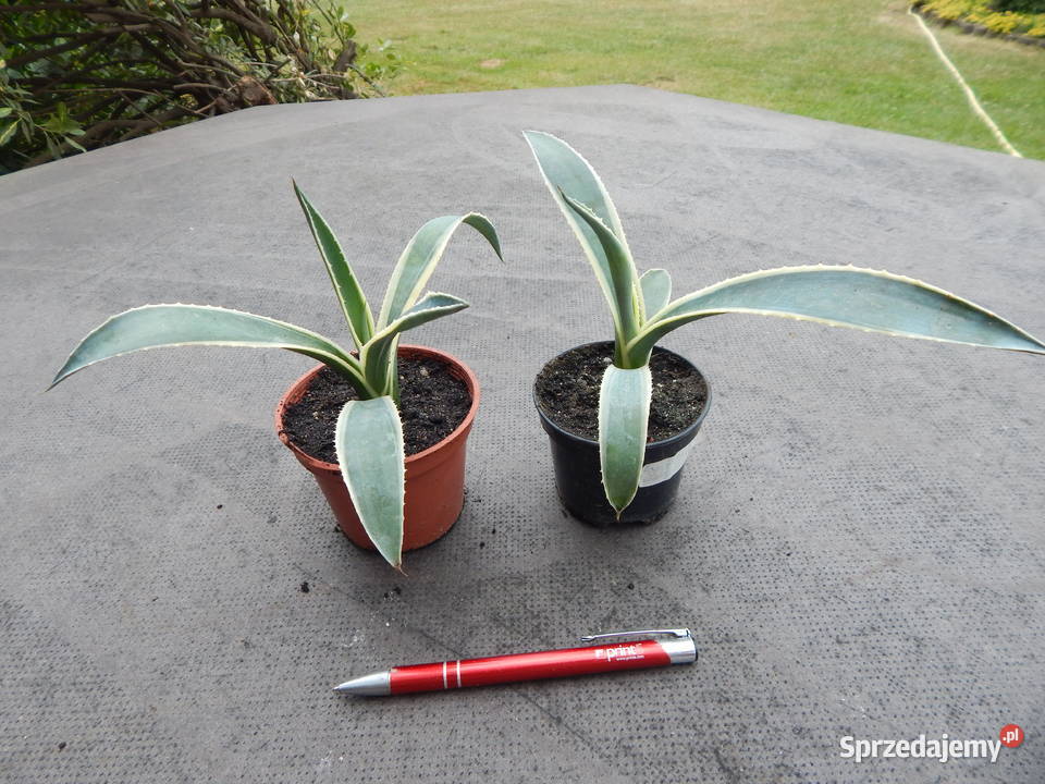 Kolorowa agawa agave americana variegata NOVA Kraków
