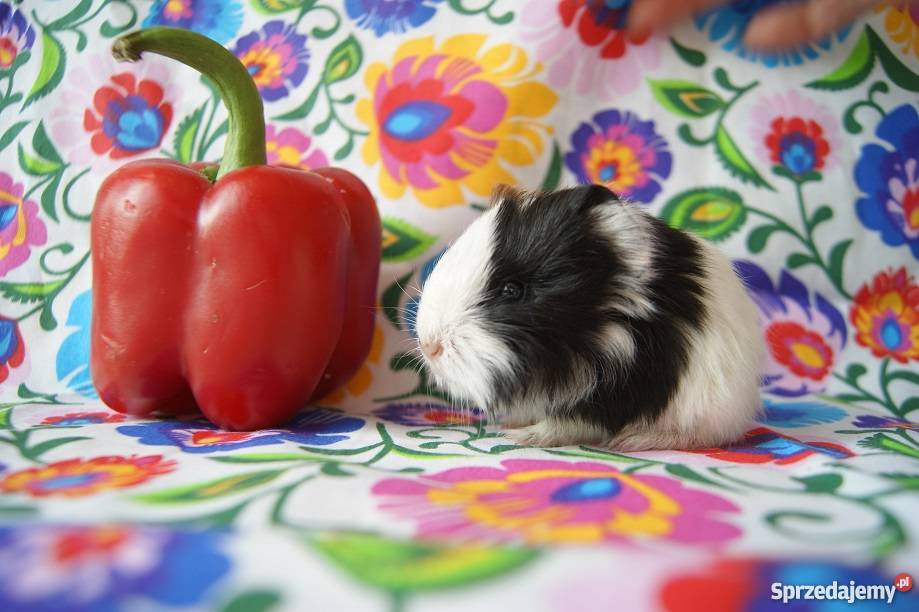 Świnka morska RASOWA długowłosa Sheltie 100 3 Żnin