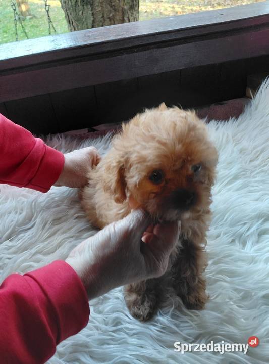 Cavapoo maleńka suczka Wyszków sprzedam