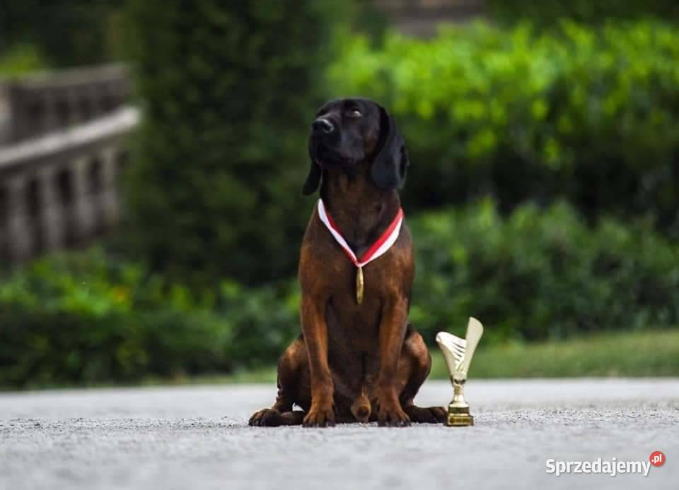 Posokowiec bawarski opolskie Strzeleczki