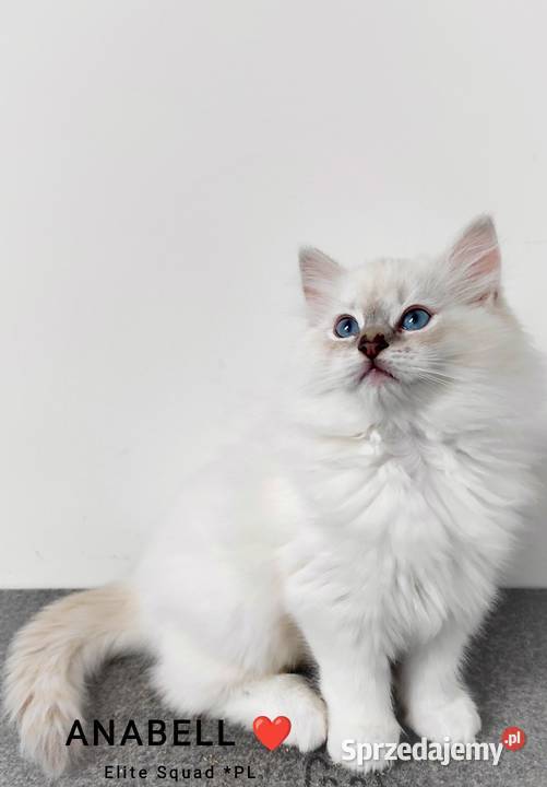 Kotka hodowlana ragdoll FPL FIFE