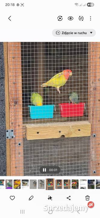 Papugi nierozłączki Kiekrz