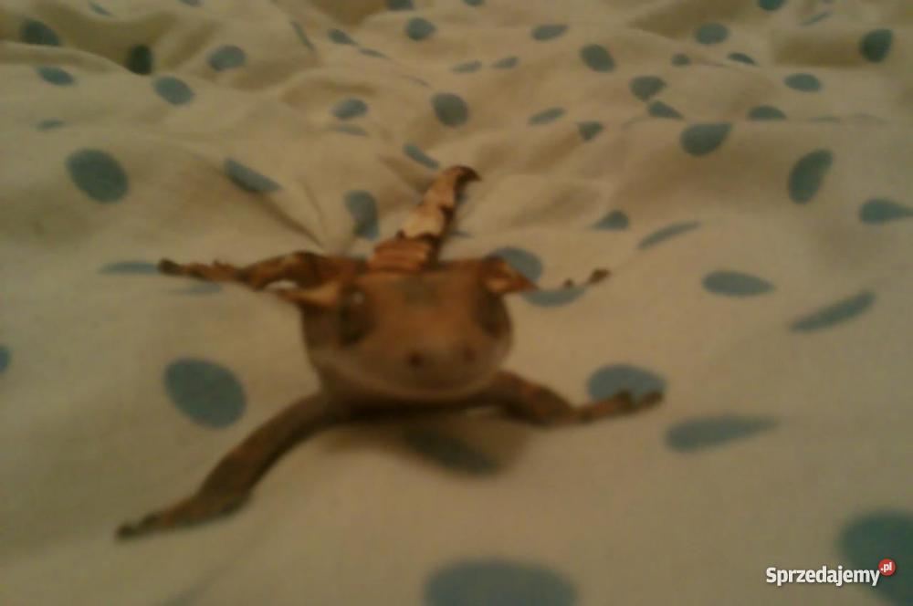 dwa gekony orzęsione terrarium 120x40x60 Opole