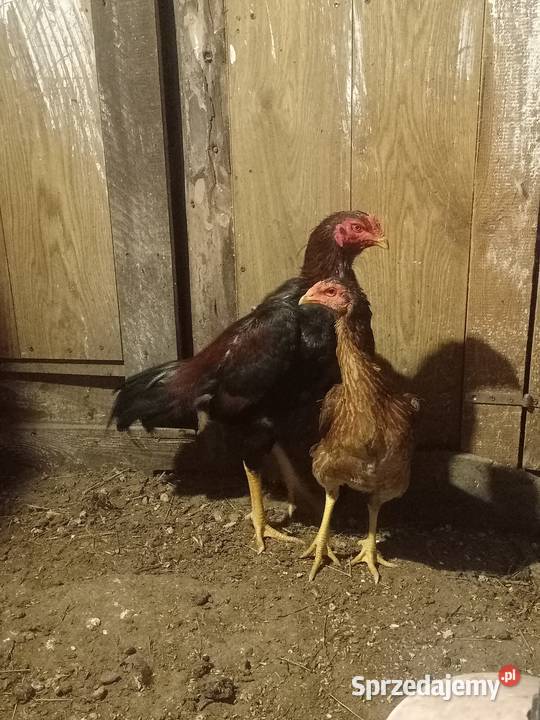 Kury ozdobne bojówce shamo Ptaki pomorskie Brusy