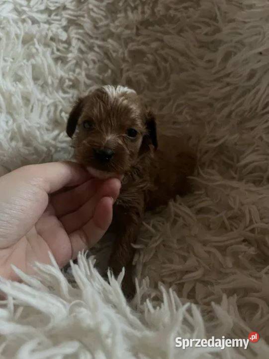 Unikatowy piesek cockapoo f1b mama cockapoo tata Busko-Zdrój