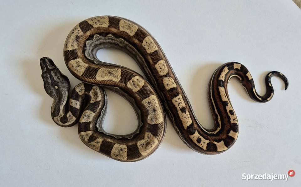 2 Boa cesarski samica cb25 Chrzanów sprzedam