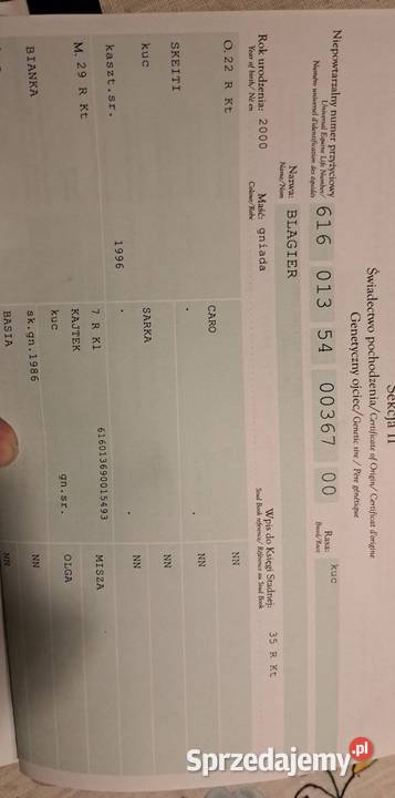 13letnia klacz kuca szetlandzkiego z Zwierzęta