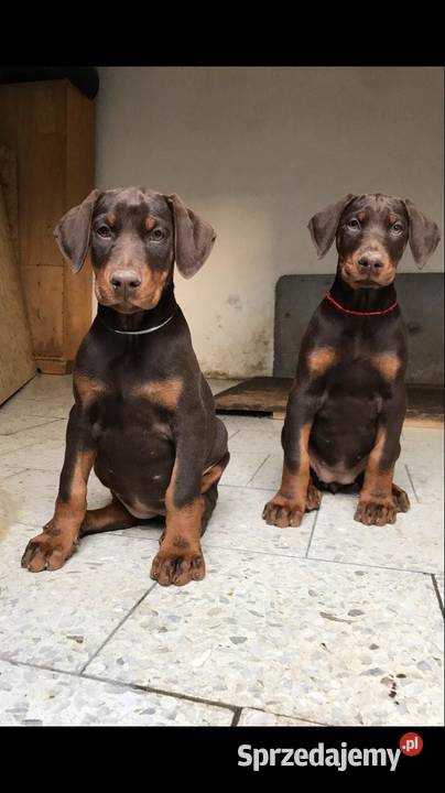 Doberman szczenieta Książ Wielki