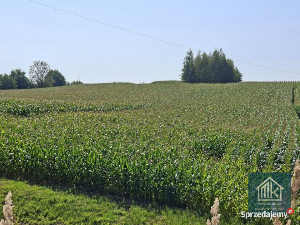 sprzedaży gruntu Bodzanów 8100m2