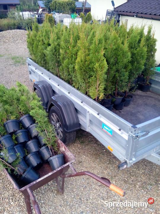 Tuja szmaragd tuje thuja smaragd szmaragdowa