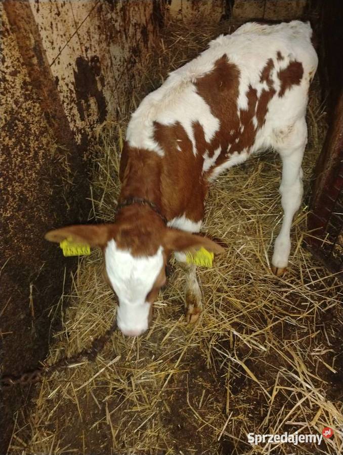 Sprzedam cielisie małopolskie Męcina