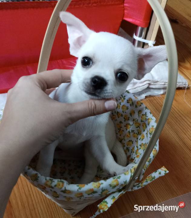 Mikro Piesek chihuahua krótkowłosy biały rodowód Bełchatów