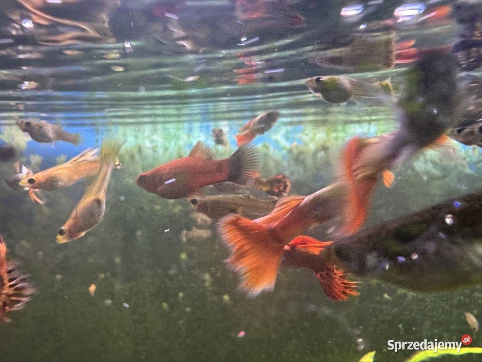 Sprzedam 15 sztuk gupików lubelskie Biała Podlaska