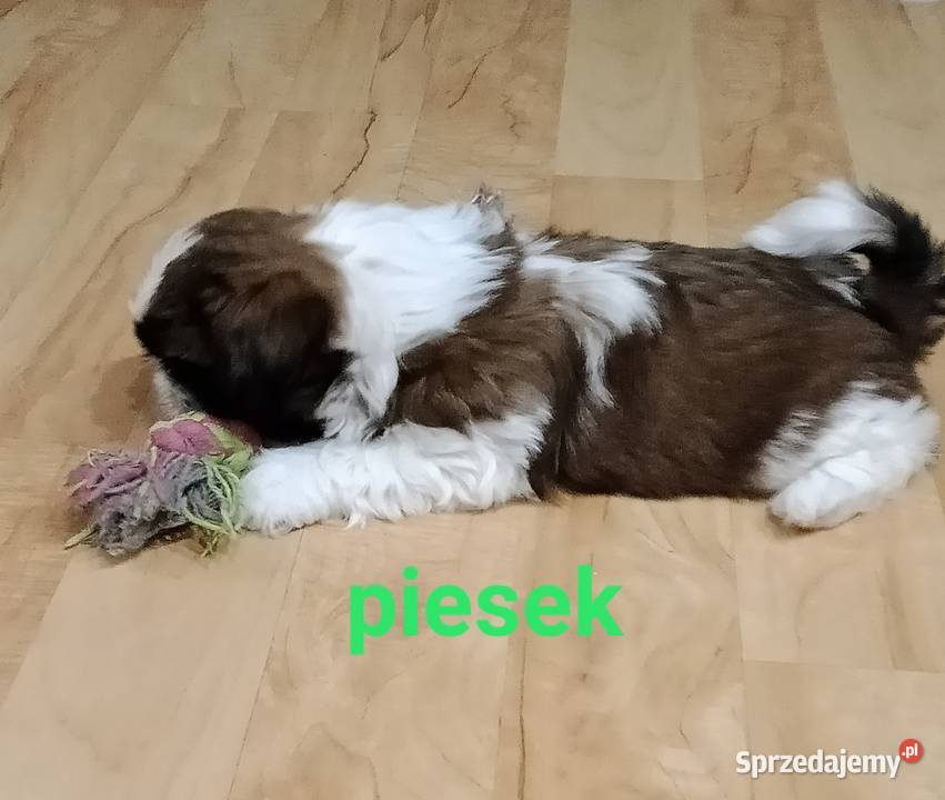 Szczeniaki Shih tzu Pruchnik sprzedam