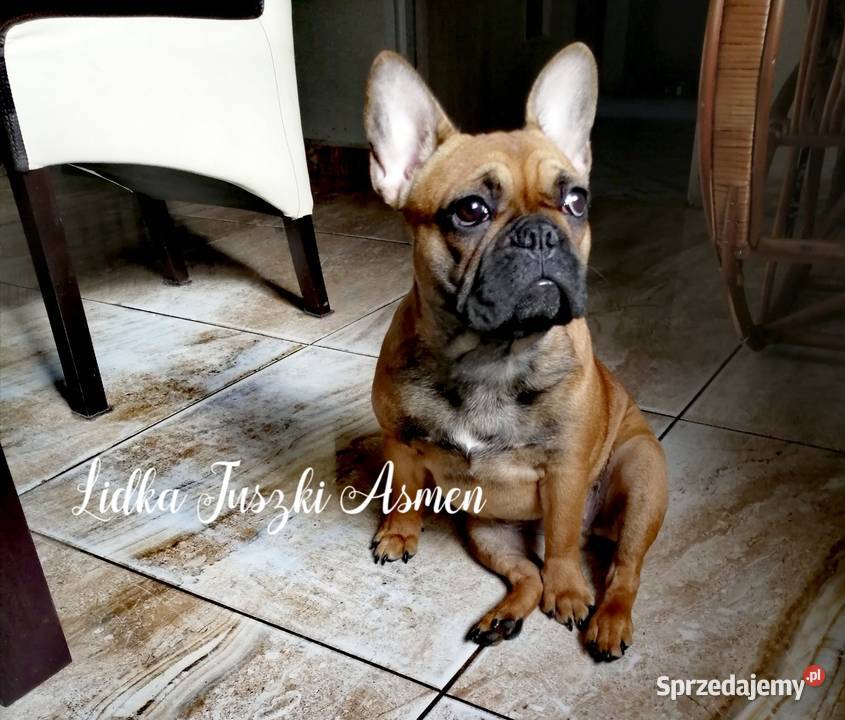 Szczenięta Buldoga Francuskiego Warlubie