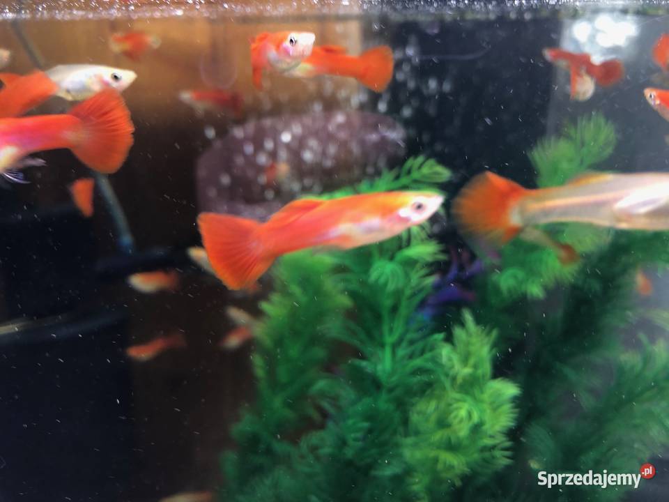 Gubik czerwony Ryby sprzedam