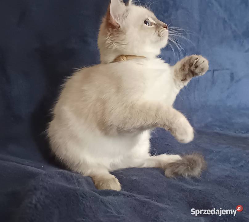 Koty Syberyjskie Neva Masquerade SALSA Kwilcz