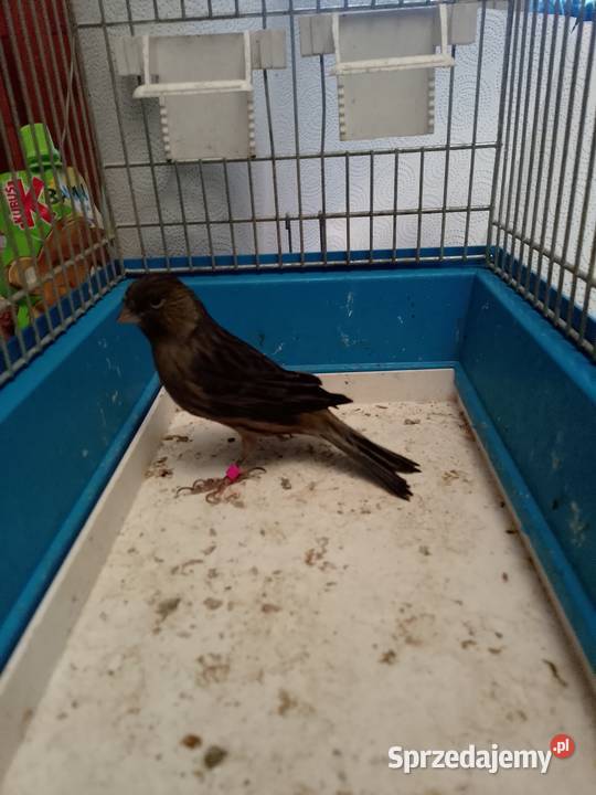 Kanarek czarny sprzedam małopolskie Siepraw