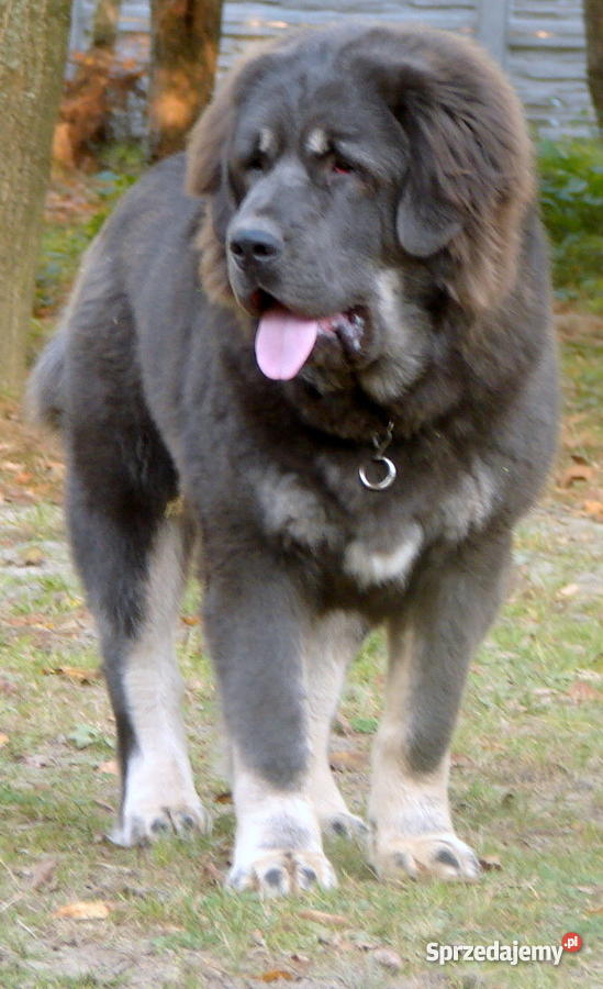 MASTIF TYBETAŃSKI szczeniaki Helenów