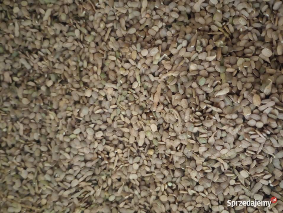 Seradela ekologiczna z certyfikatem Ekogwarancja sprzedam