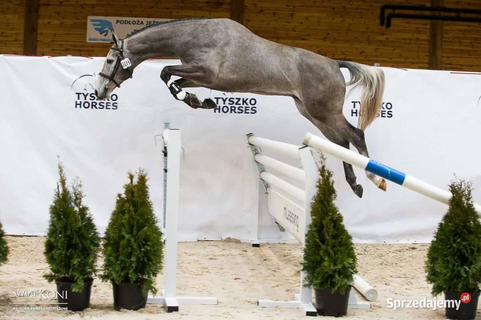 Roczny koń sportowy