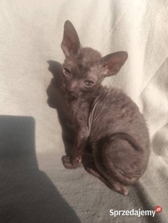 Kot kotka kociaki cornish rex devon rex HodUrok Warszawa