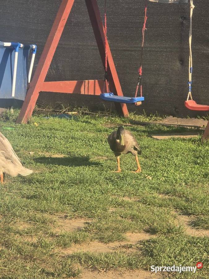 Kaczki bieguski Dąbrowa Górnicza