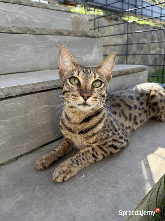 Uroczy samiec Savannah F6 Kraków sprzedam