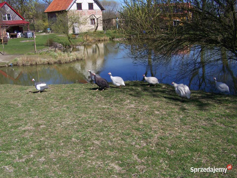 Stado perlic kolorowych 10 Nowa Wieś Reszelska sprzedam