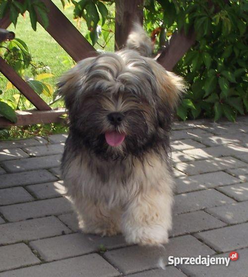 LHASA APSO szczeniak Olsztyn