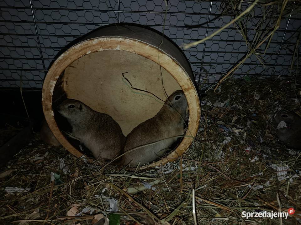 Suseł preriowy Richardsona Poznań