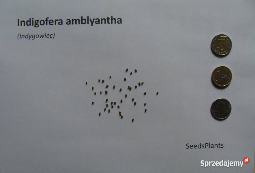 INDYGOWIEC Indigofera amblyantha NASIONA 500 Lubanie sprzedam