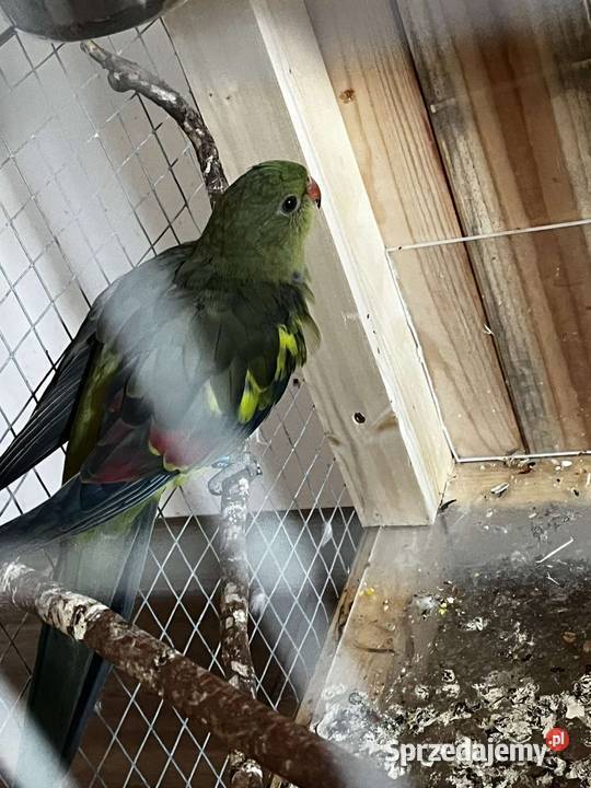 Księżniczka słoneczna papuga górska Berga Lublin