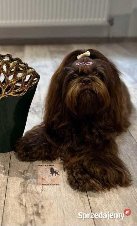 Cudowne maluchy shihtzu śląskie Piekary Śląskie sprzedam