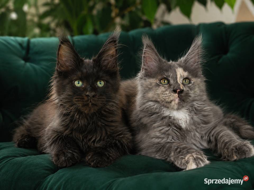 Rezerwacja Maine Coon Kcynia