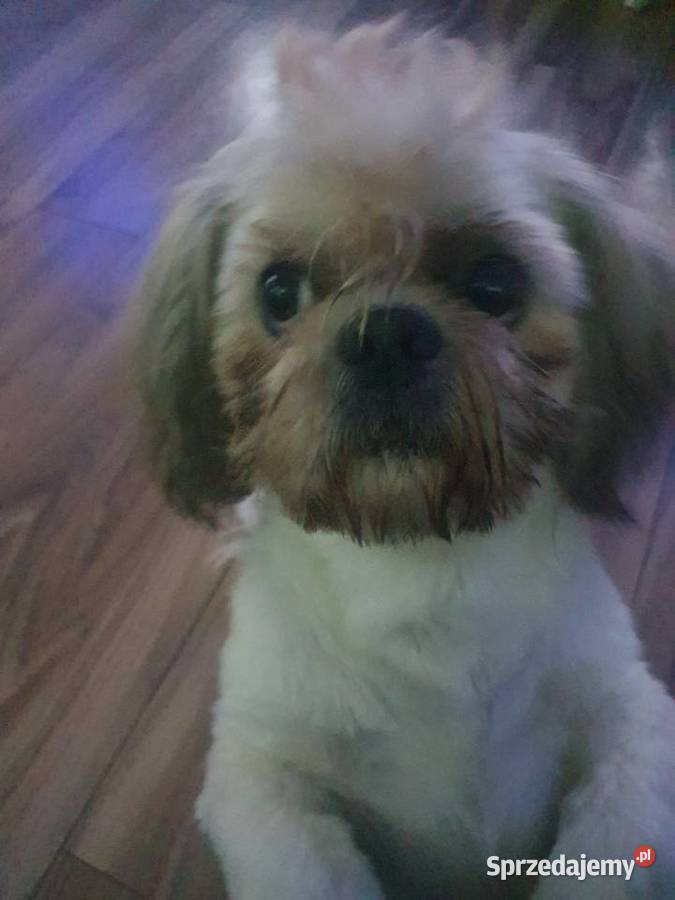 Piesek z METRYKĄ I chipem ostatni zachodniopomorskie