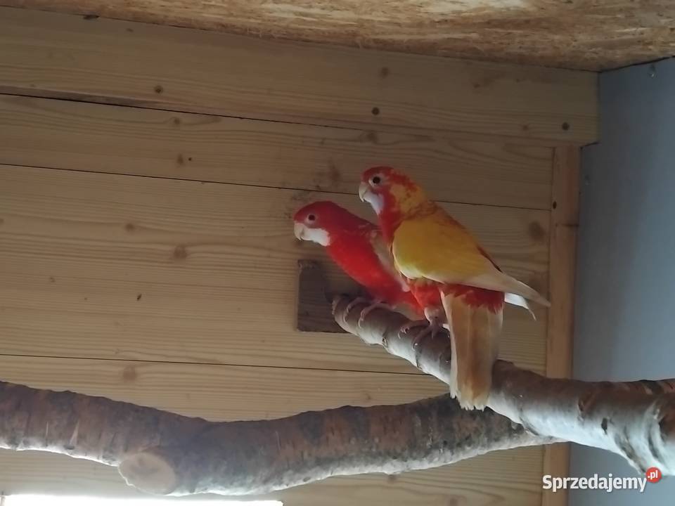 Para rozelle Ptaki Ptaki pomorskie Prabuty